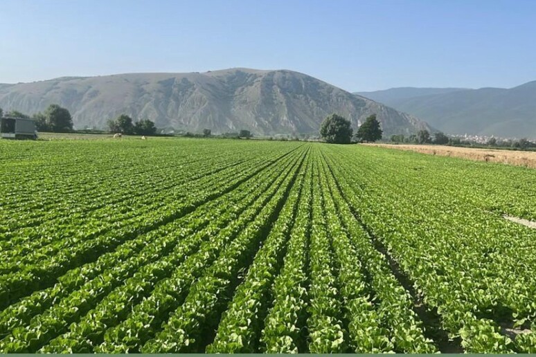 Campi agricoli del Fucino